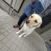 メンバーに新しい盲導犬がやってきました。